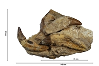 Basilosaurus zeuglodon